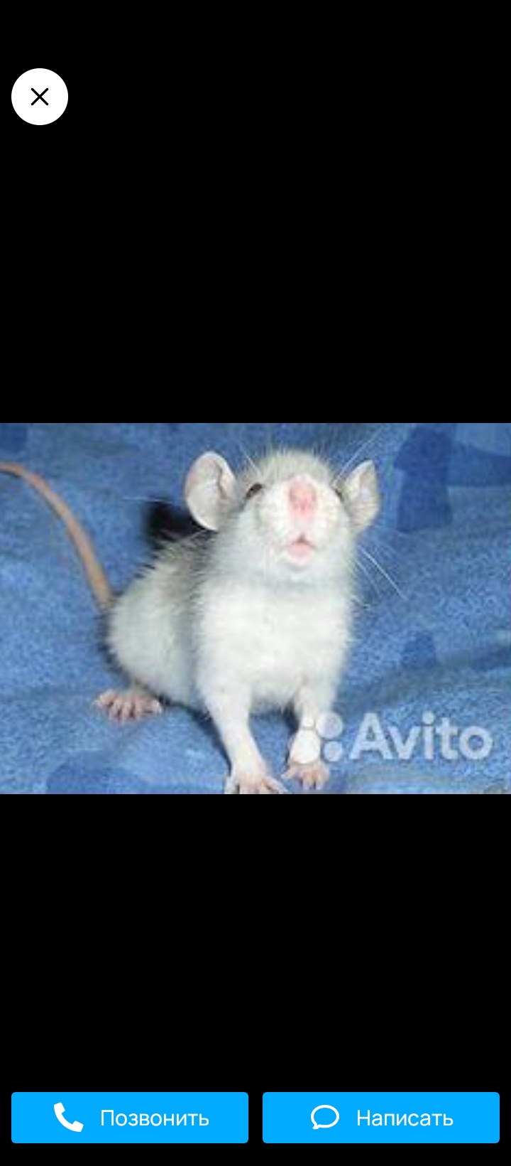 Тестовый текст объявления Тестовый текст объявления Тестовый текст объявления Тестовый тек...